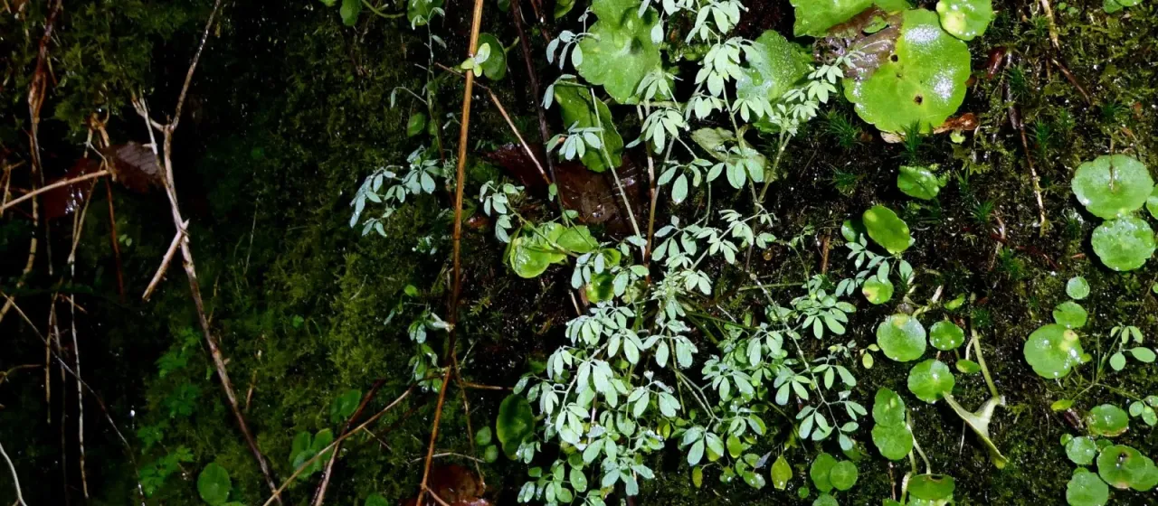 Climbing corydalis