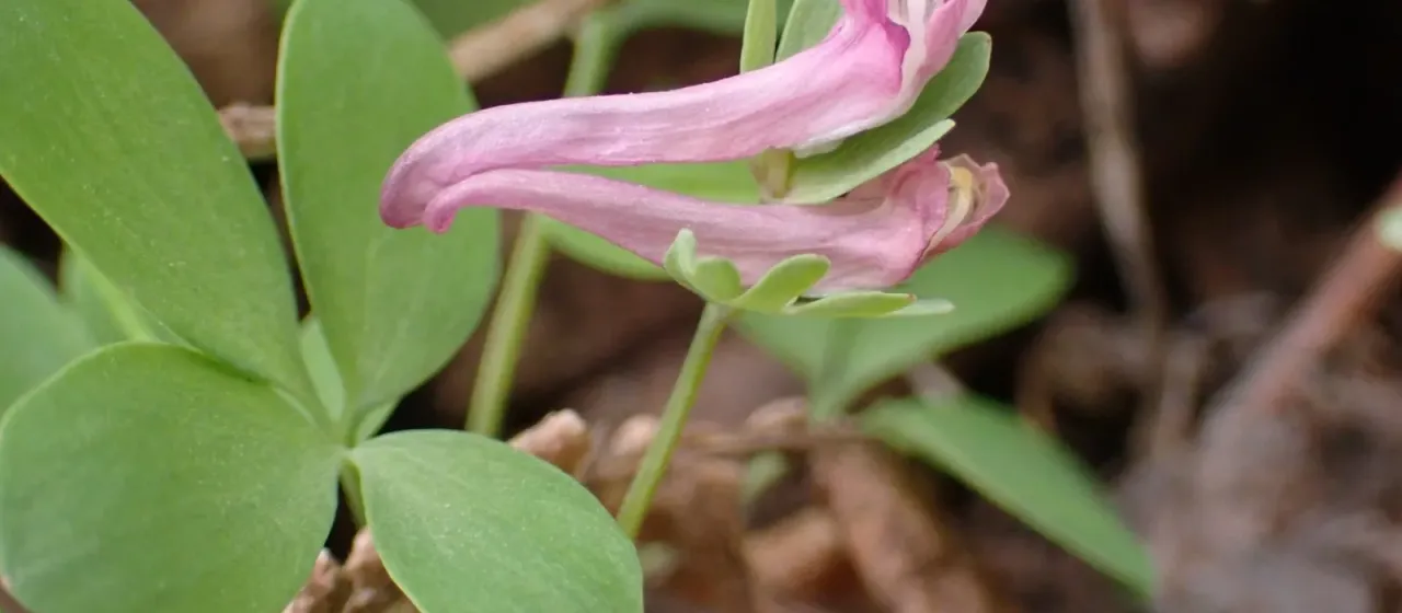 Corydalis pumila