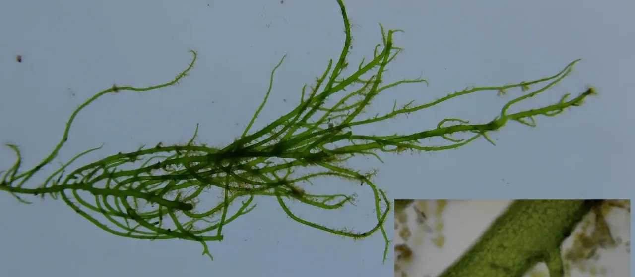 Bright green nori