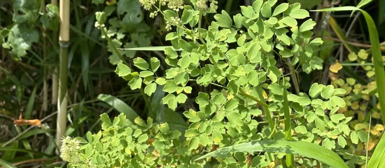 Thalictrum sekimotoanum