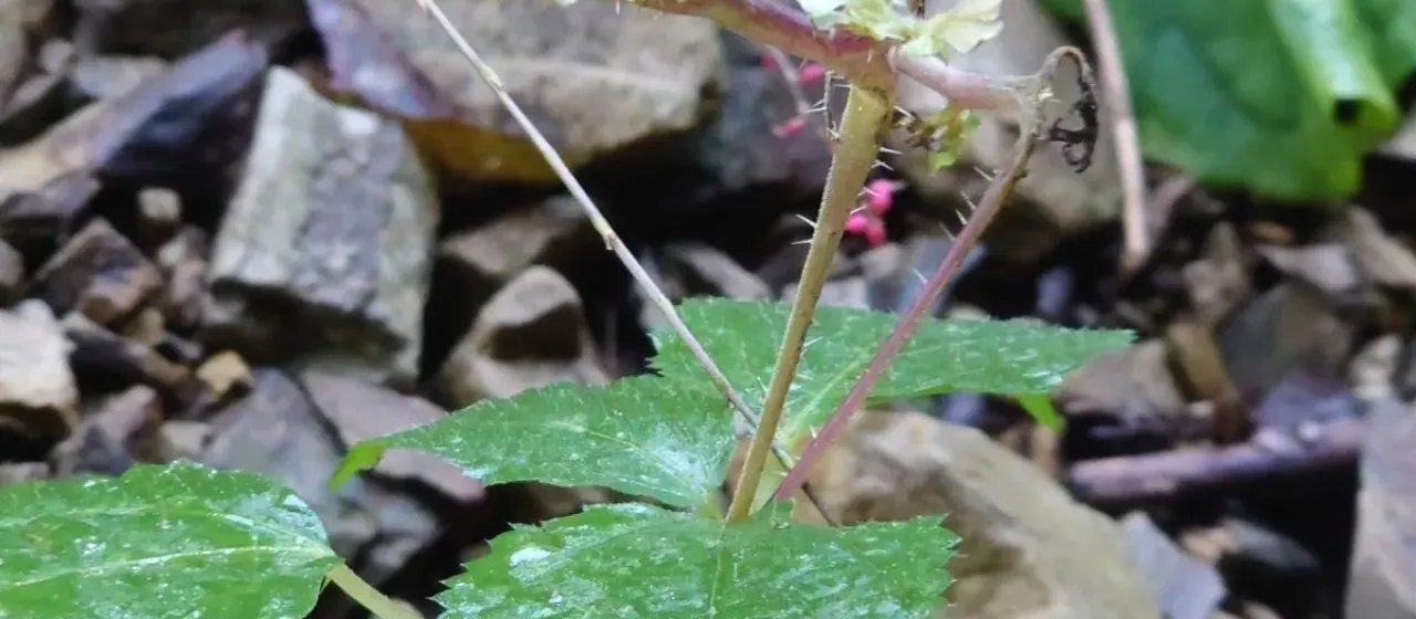 Laportea bulbifera