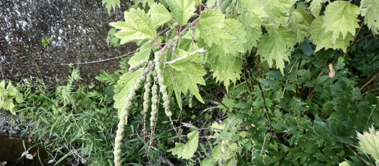 Boehmeria platanifolia
