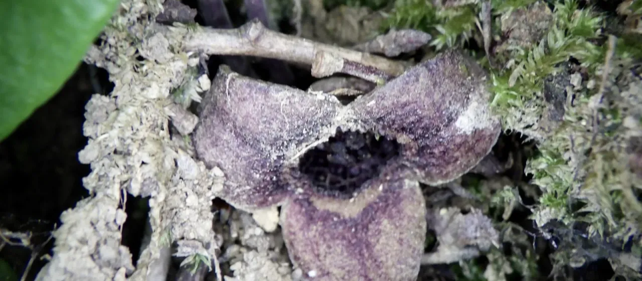 Japanese wild ginger