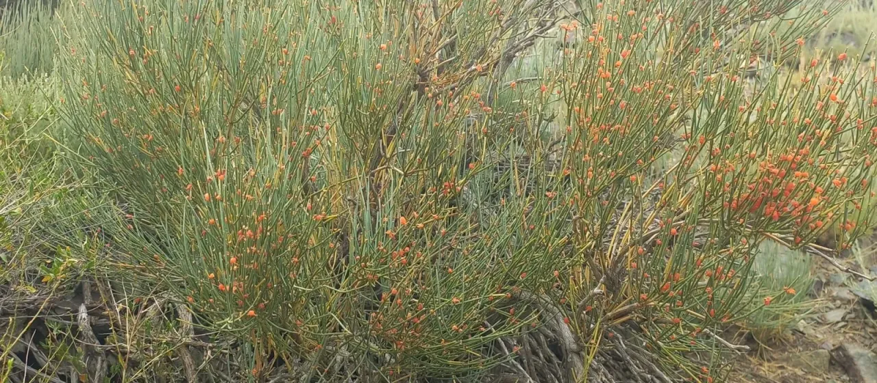 Ephedra equisetina