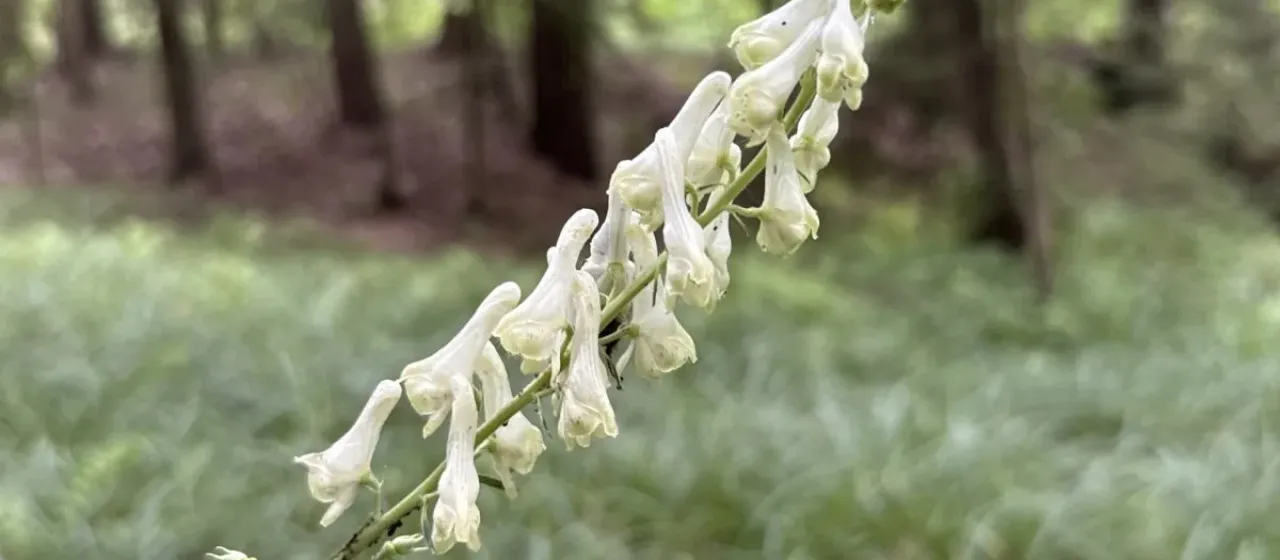 Aconitum lasiostomum