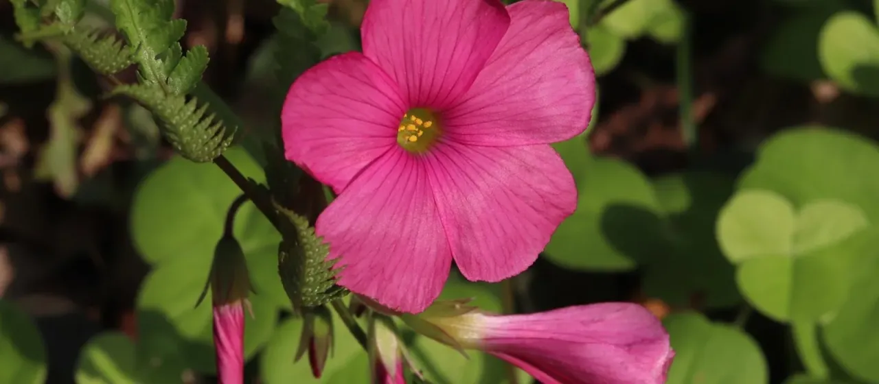 Bowie's wood-sorrel