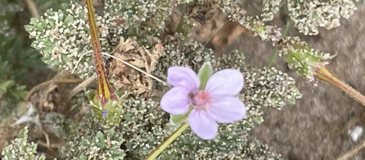 Erodium aethiopicum