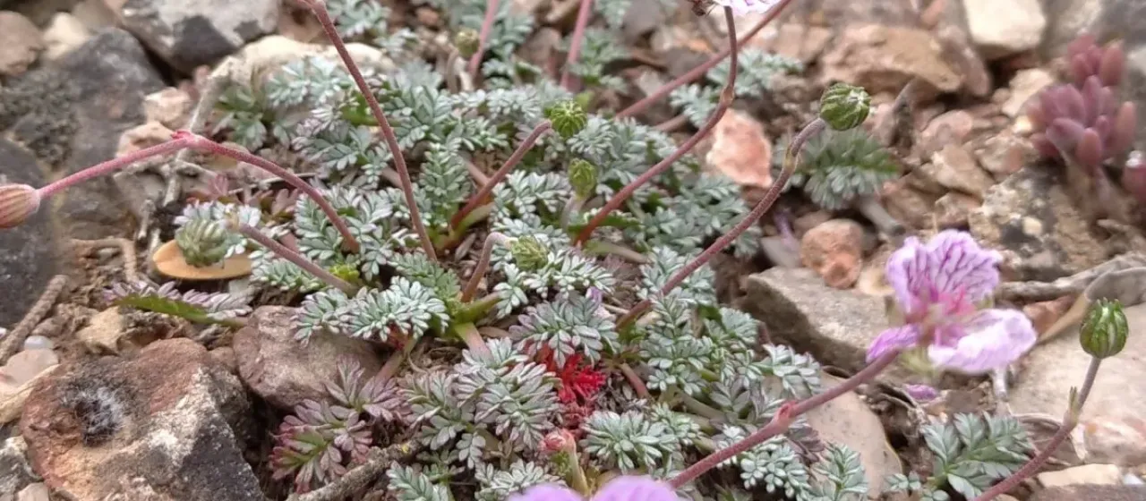Rock storksbill