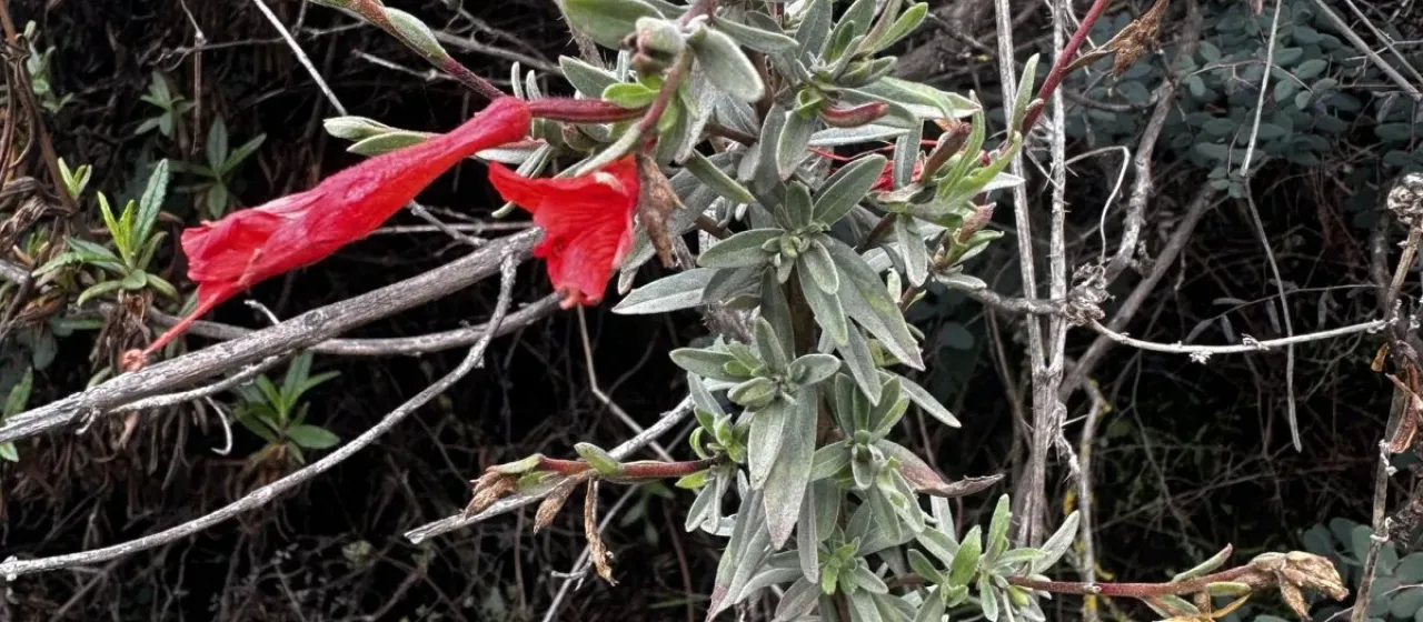 California fuchsia