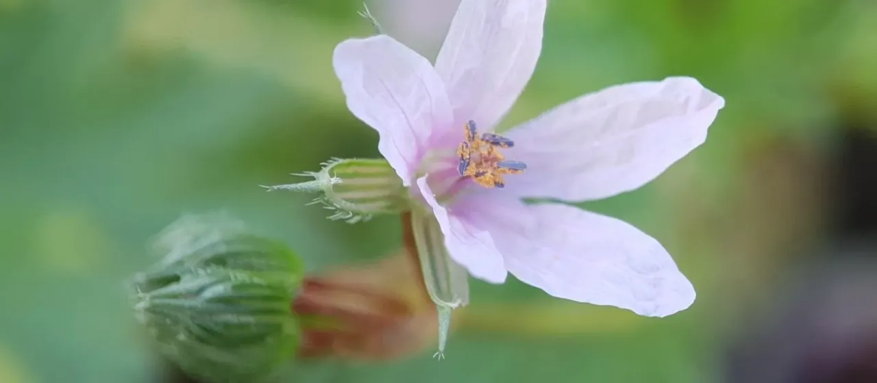 Storksbill