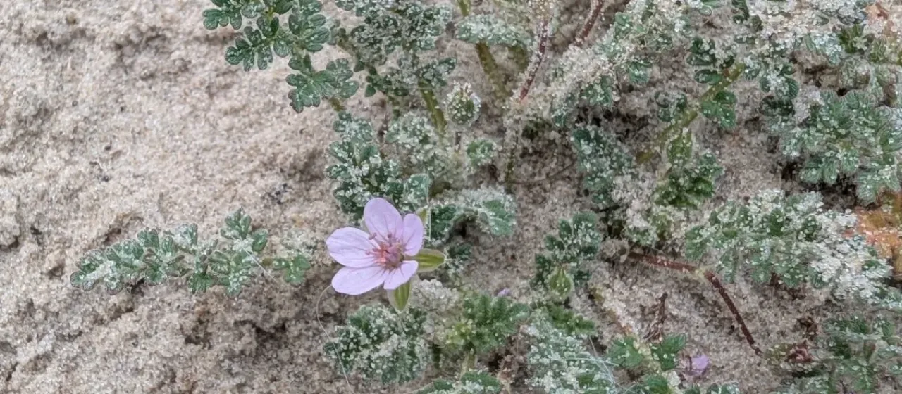 Lebel's storksbill