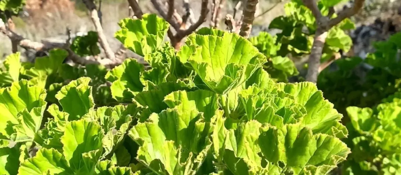 Пеларгония клобучковая