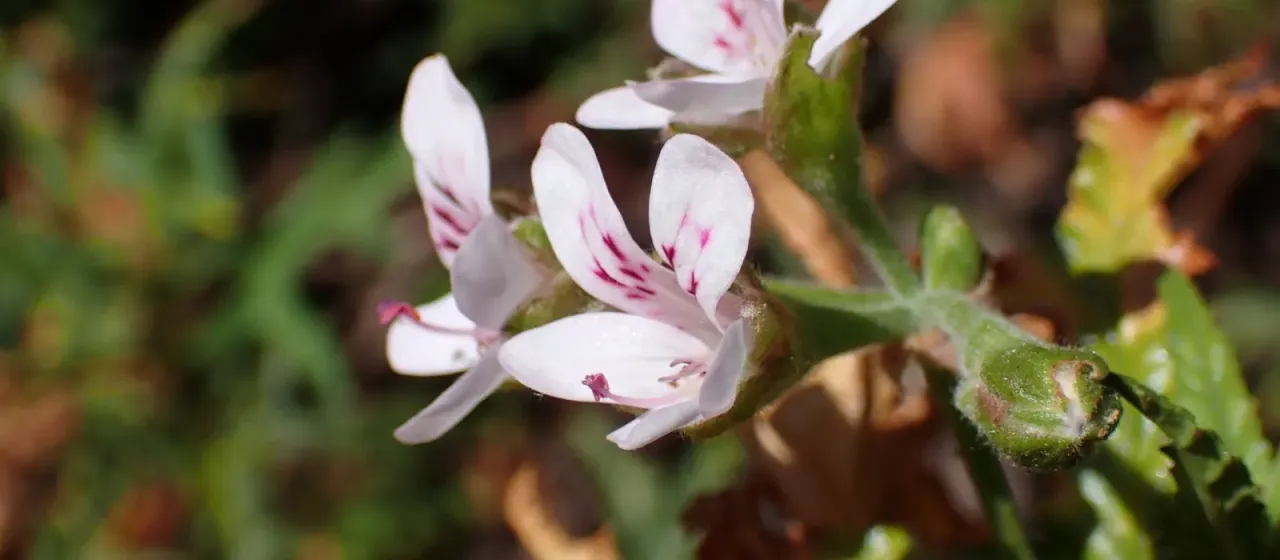 Sticky-leaved pelargonium