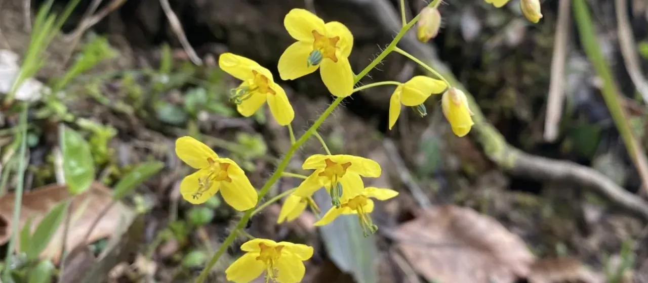 Epimedium pinnatum