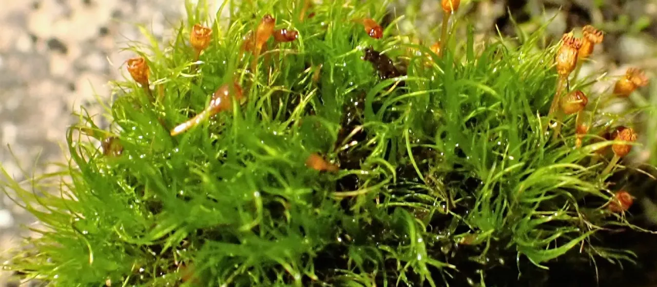 Arctoa fulvella