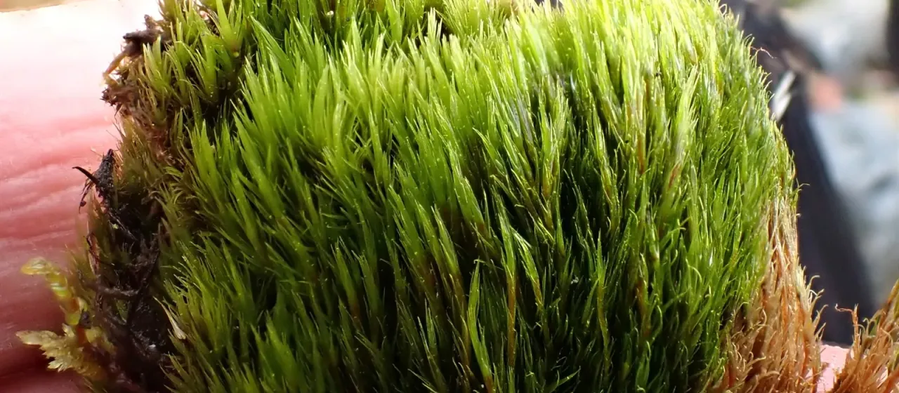 Elongated fork moss