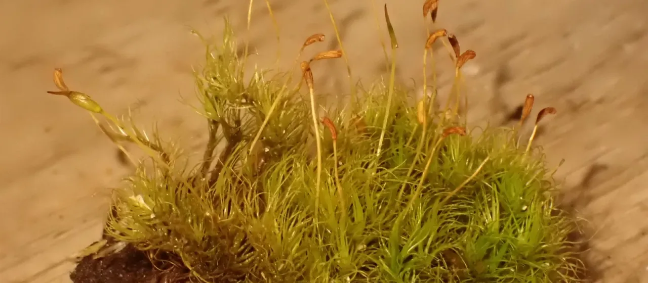 Dicranum flexicaule