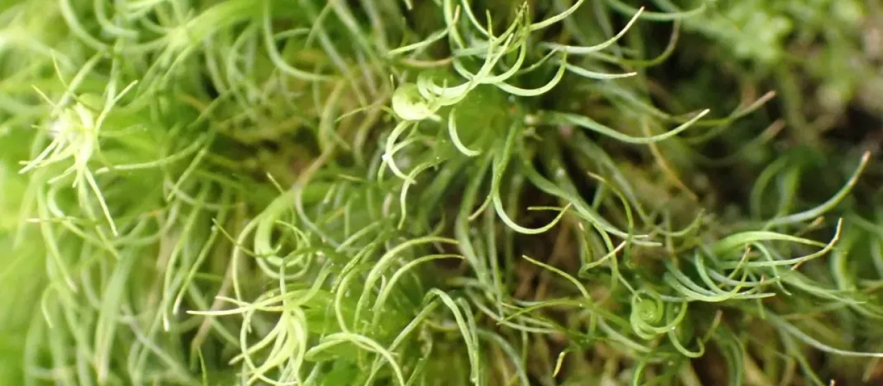 Dusky fork-moss
