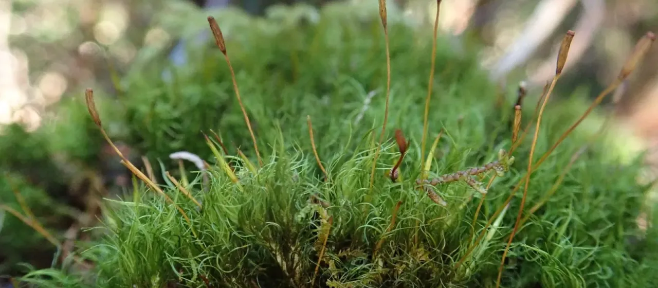 Scott's Fork-moss