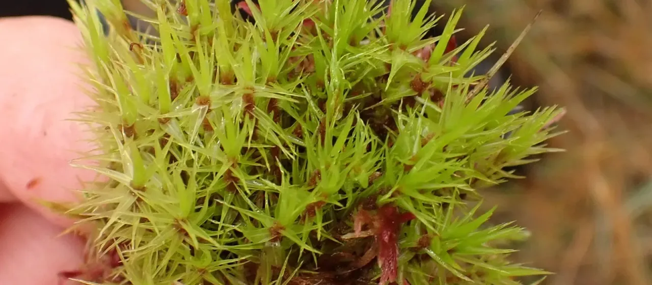 Smooth-nerved dicranum moss