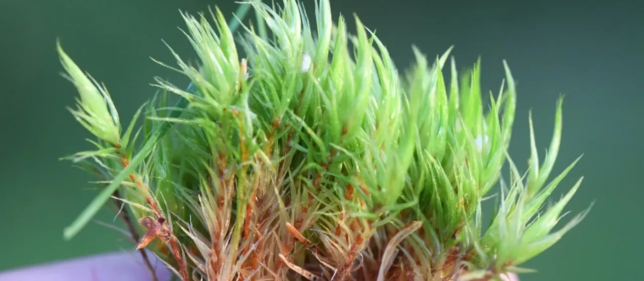 Dicranum bonjeanii