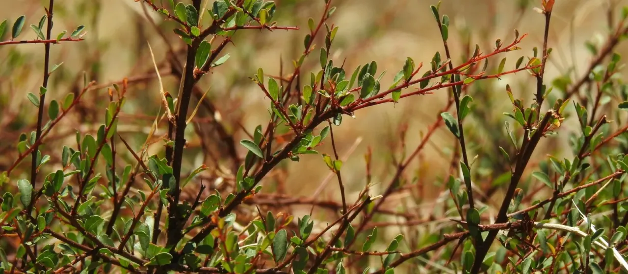 Flueggea tinctoria