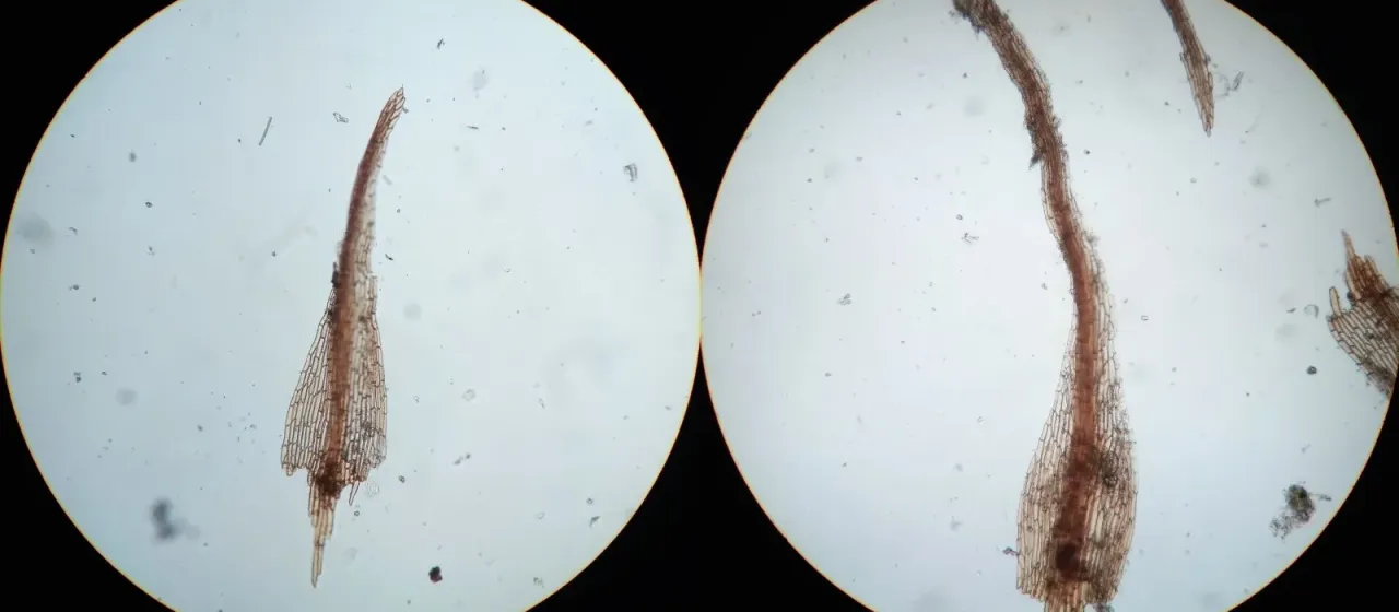 Dicranella rufescens
