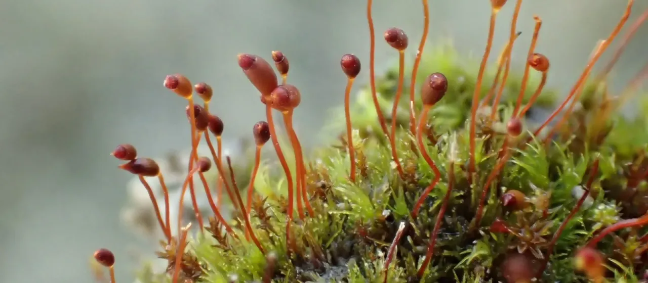 Dicranella varia