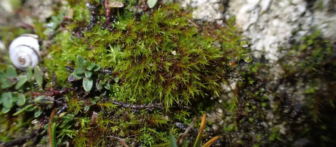 Didymodon acutus