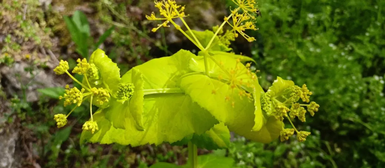 Perfoliate alexanders