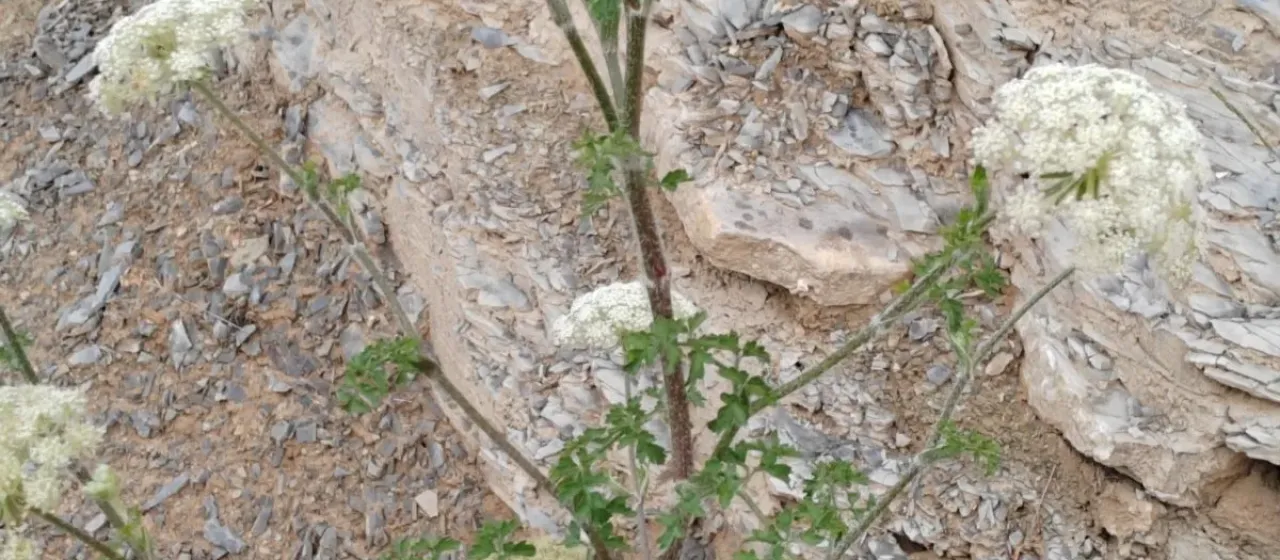 Silphiodaucus hispidus