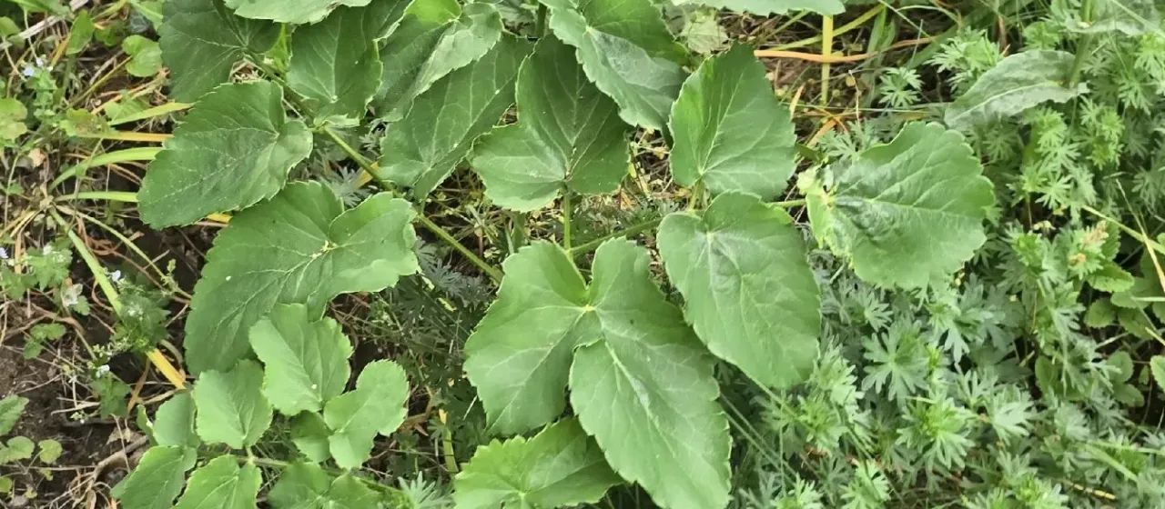Broad-leaved laserwort