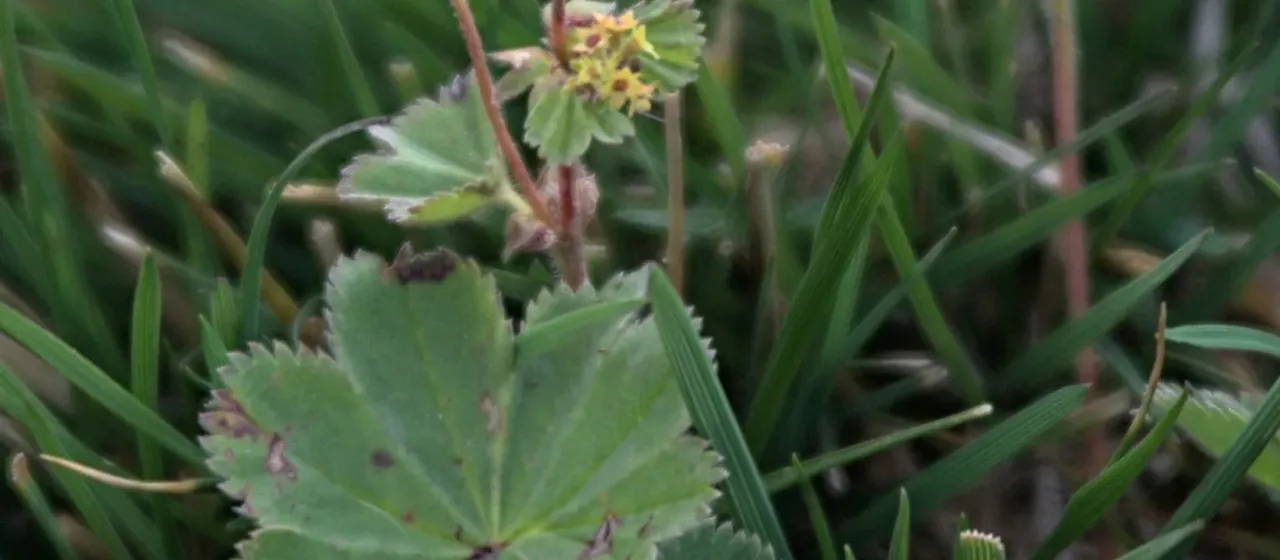 Hairy-stemmed lady's mantle
