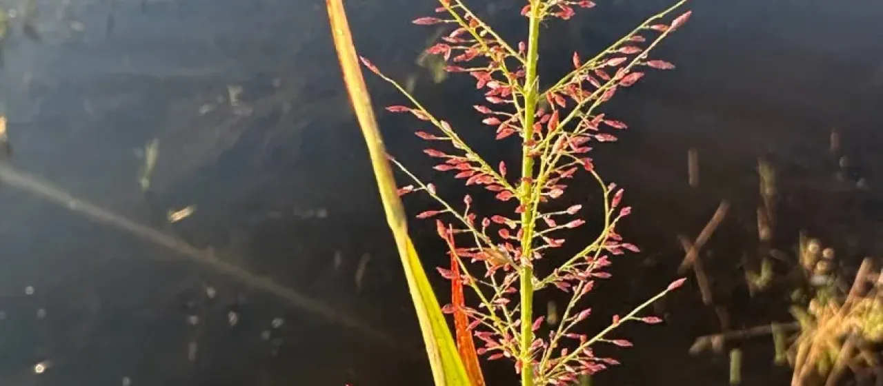 Feather lovegrass