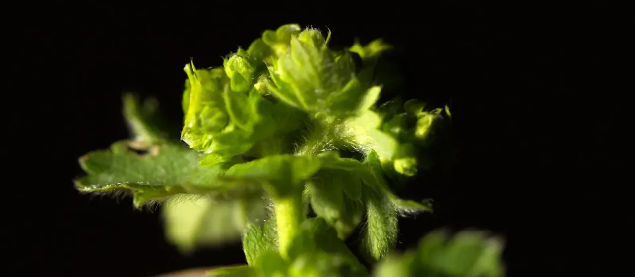 Alchemilla propinqua