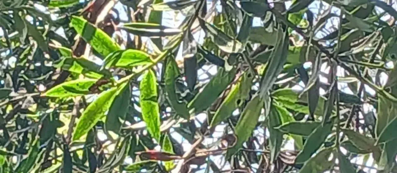 Podocarpus angustifolius