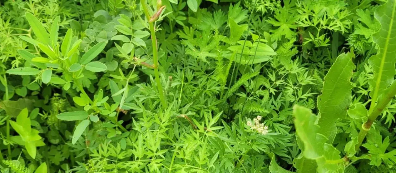 Fischer's desert parsley