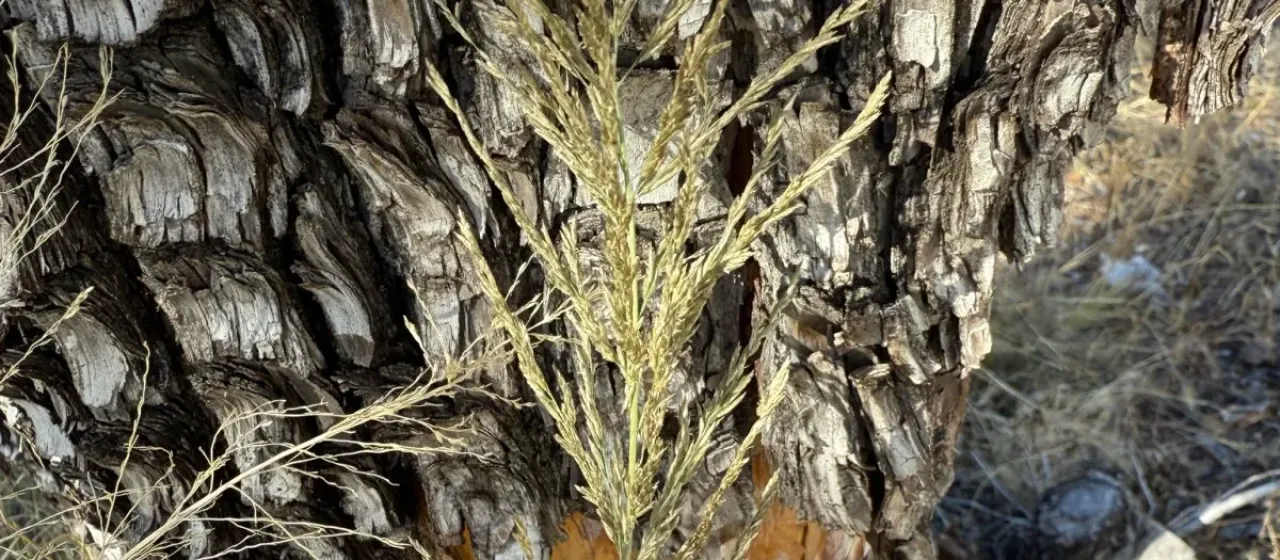 Weeping lovegrass