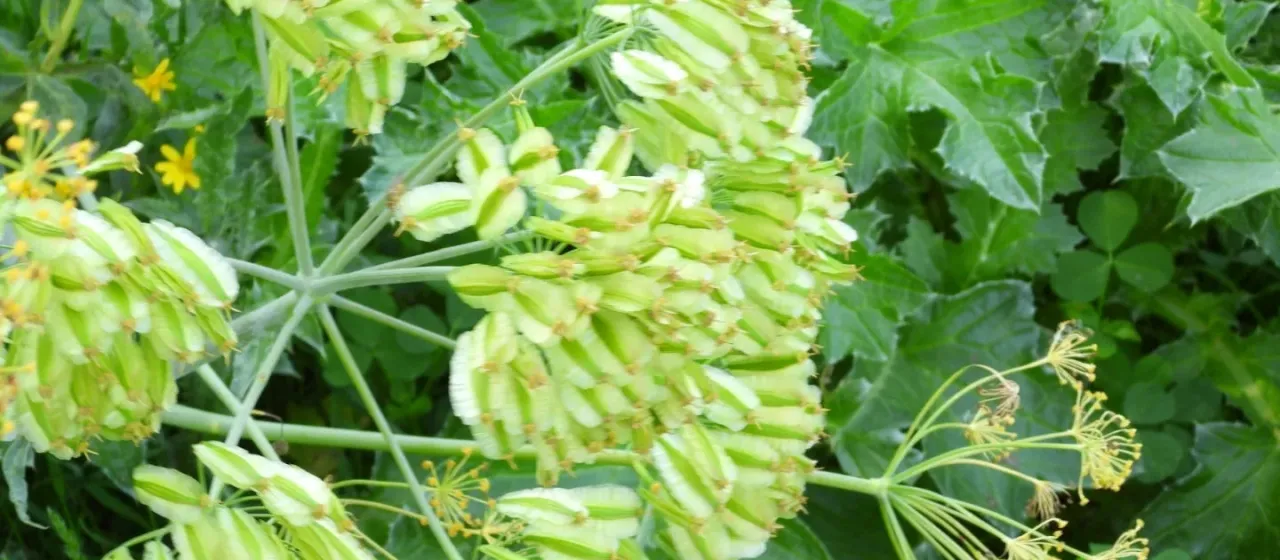 Thapsia transtagana