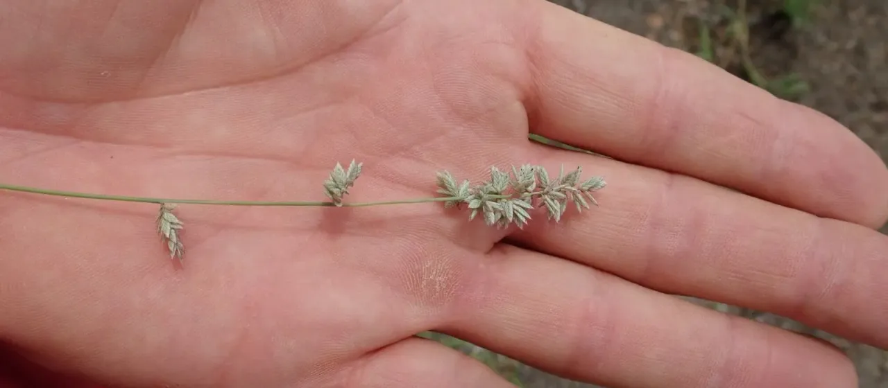 Clustered lovegrass