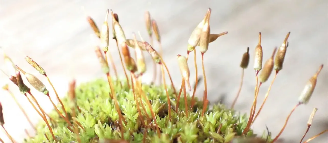 Alpine Encalypta