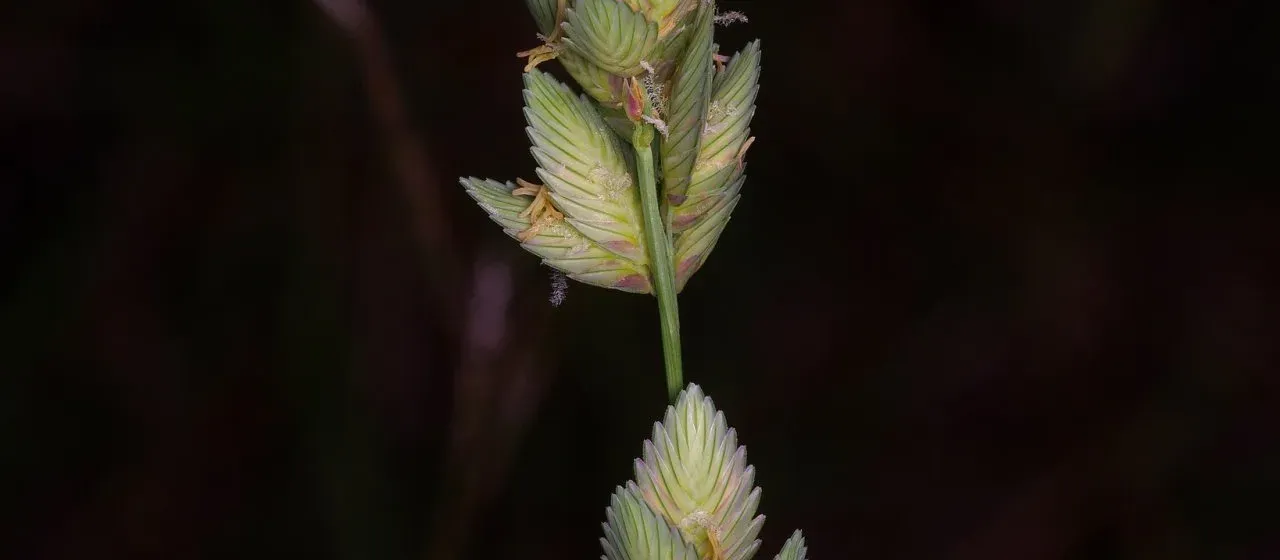 Eragrostis superba