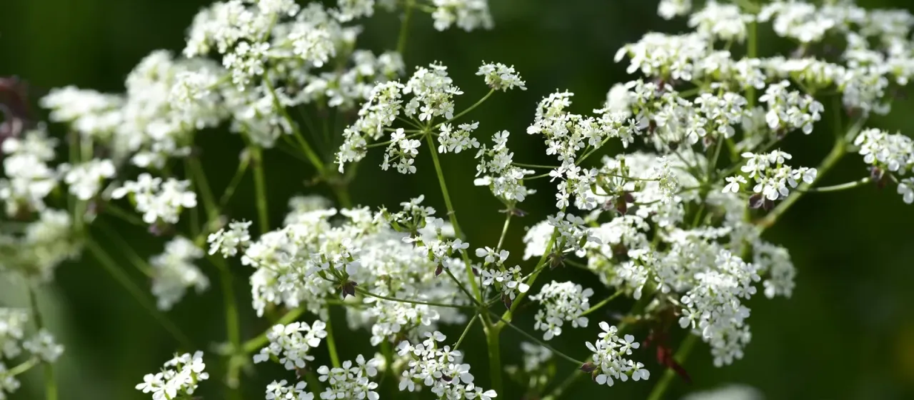 Anthriscus nemorosa