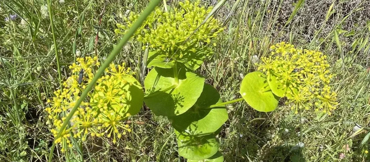 Round-leaved alexanders