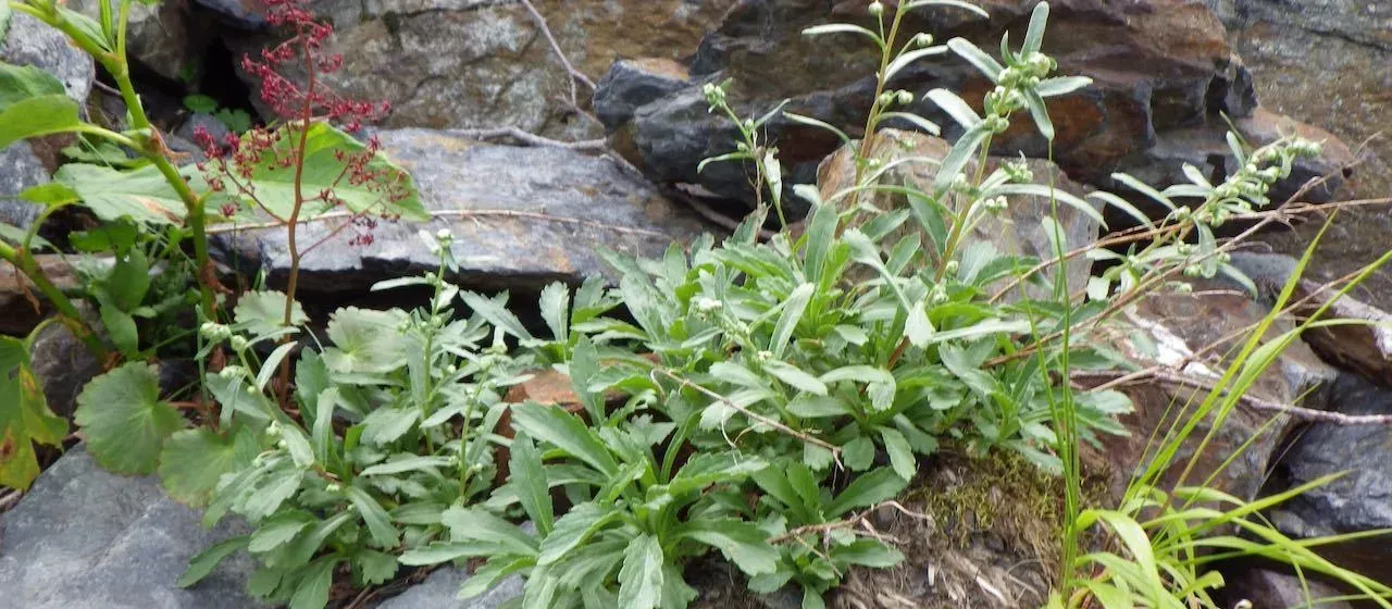 Artemisia pedunculosa