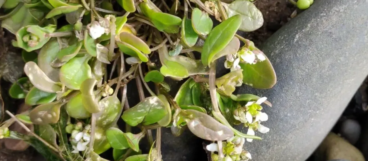 Briggs's scurvygrass
