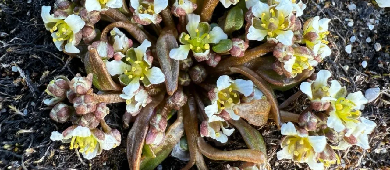 Icelandic scurvygrass