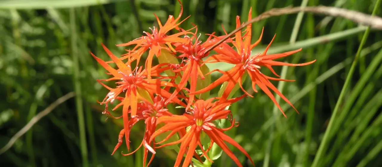 Lychnis wilfordii