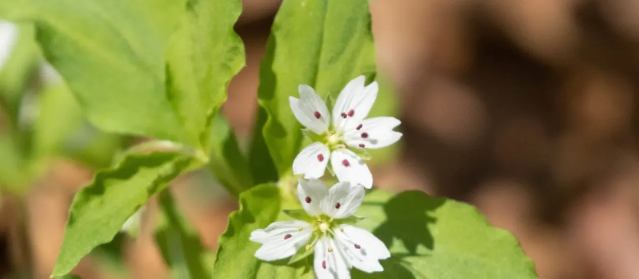 Pseudostellaria heterophylla