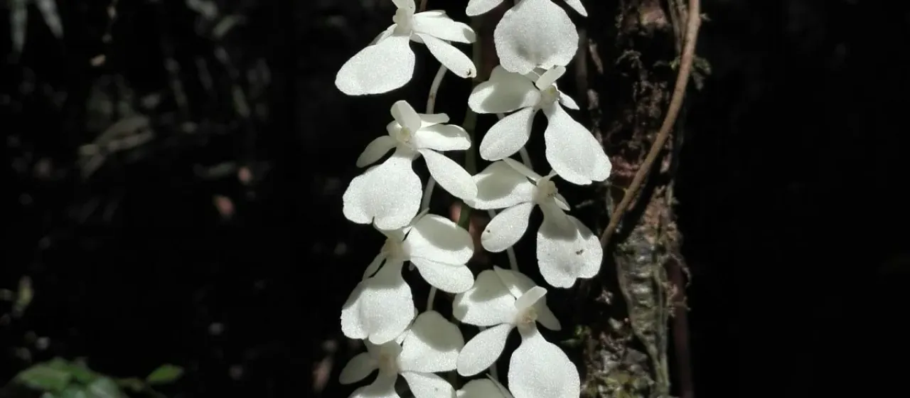 Aerangis citrata